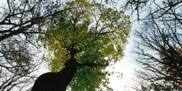 Волшебный лес. Дуб Дерево Мудрости.