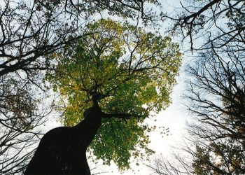Autumn way notes On the forests under the care of the good people.