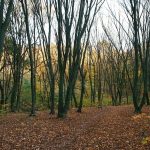 Autumn way notes On the forests under the care of the good people.