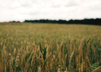 the House of the Gates of the State